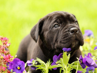 , Cane Corso