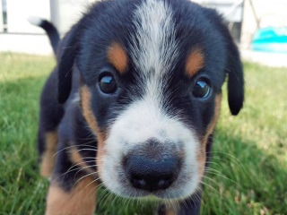 , Posledný voľný psík | Entlebucher s PP