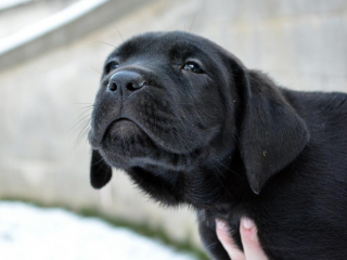 , Bandog šteniatka na predaj 