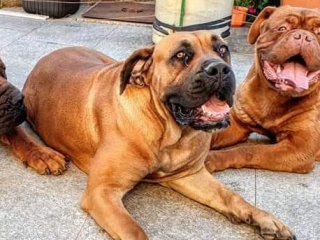 , Šteniatka Boerboel k rezervácii