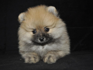 , POMERANIAN ŠTEŇATÁ BOO
