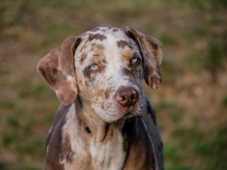 , CATAHOULA 