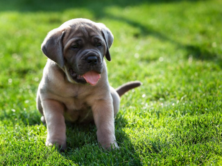 , Šteniatka Cane corso