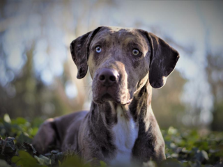 , Louisiánsky leopardí pes / Catahoula - chovný pes - krytie