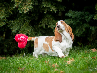 , Basset Hound