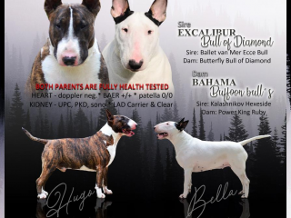 , Bullterrier puppies