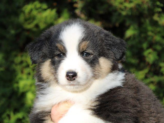 , Australian Shepherd Puppies