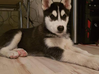 , Sibirsky Husky