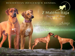 , Rhodesian Ridgeback s PP - šteniatka