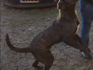 , CANE CORSO