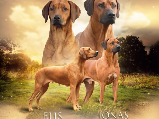 , Rhodesian Ridgeback