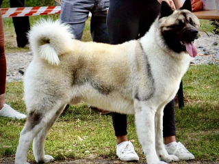 , Chovný pes American Akita