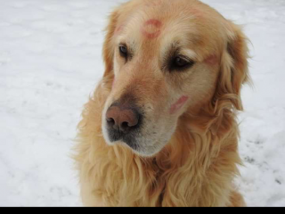 , Zlatý retriever na krytie 