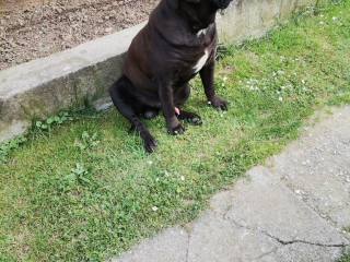 , Cane Corso kritie