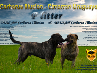 , Uruguajský Cimarron (cimarron uruguayo) s PP