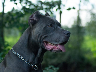 , Americký Bandog