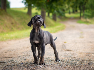 , Louisiansky Leopardi Pes - Catahoula - s PP