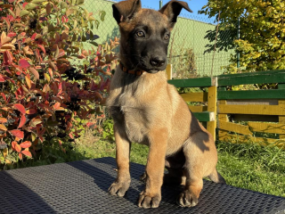 , Belgicky ovciak Malinois