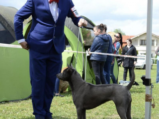 , Thajský ridžbek Thai Ridgeback Dog