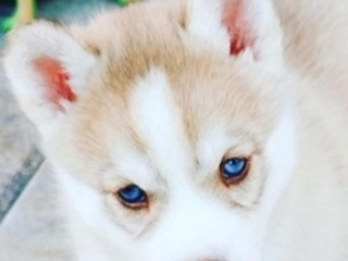 , Šteniatka Pomsky pripravené do nového domova