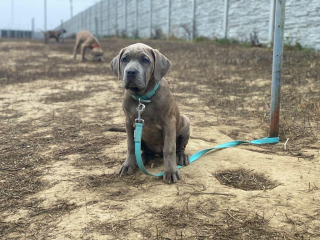 , Predaj šteniatka Bandog