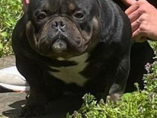 , MICRO EXOTIC AMERICAN BULLY