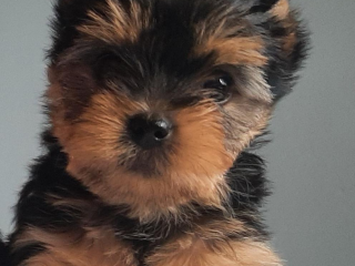 , Yorkshire terrier