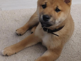 , Shiba inu