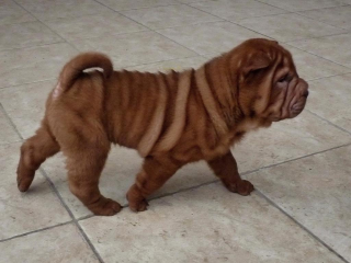 , SHAR-PEI - šarpej - šteniatka s rodokmeňom /PP/