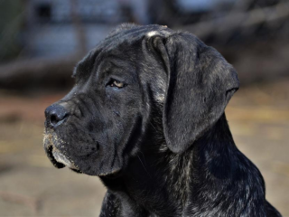 , Quality cane corso puppies with pedigree