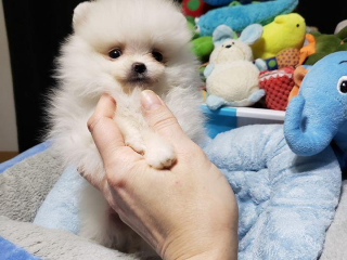 , pomeranian mini