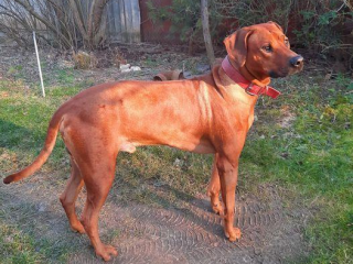 , Rodezsky  Ridgeback