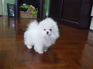 , POMERANIAN MINI