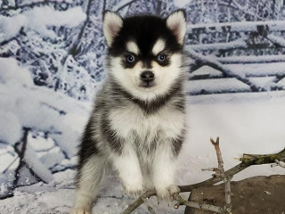 , AKC registered male and female Pomsky puppies