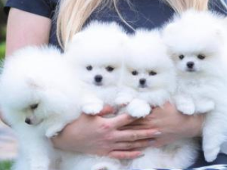 ,  pomeranian mini