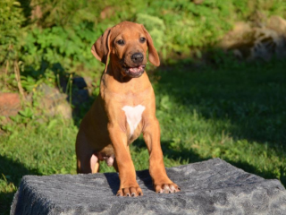 , Rhodéský ridgeback - štěňata s PP