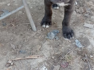 , Na predaj krásne šteniatka Cane Corso 