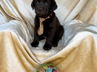 , Labrador, hnedé šteniatka