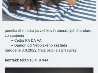 , Jazvečík hrubosrtý štandart