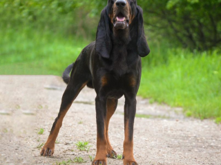 , Mladý pes Black and Tan Coonhound hľadá milujúci domov