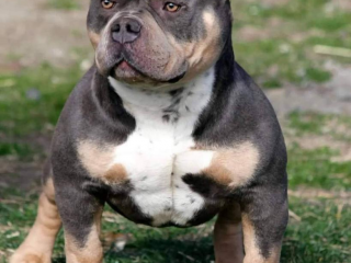 , American bully pocket