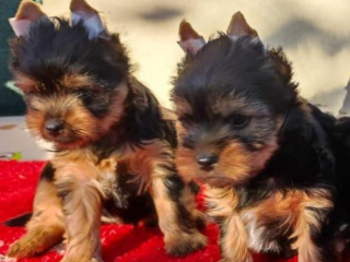 , Yorkshire terrier