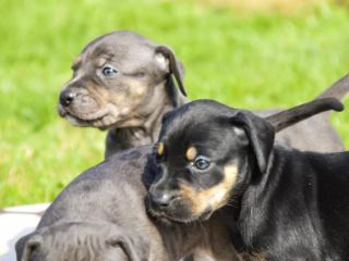 , Catahoula -Louisiansky leopardi pes