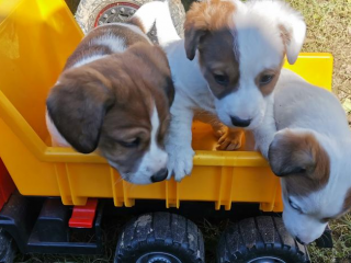 , Jack russel teriér 