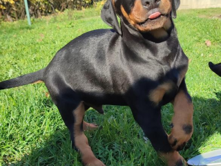 , Doberman 