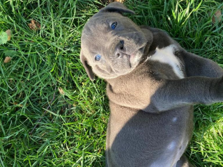 , Šteniatka  Cane Corso