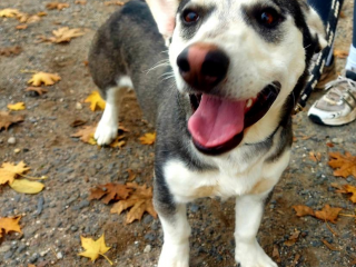 , Fido hľadá domov