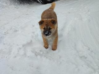 , Akita inu 