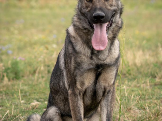 , Wolf hľadá domov