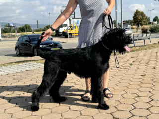 , Bradáč veľký - mladý psík na predaj